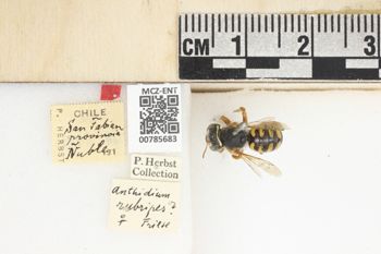 Media type: image;   Entomology 785683 Aspect: Labels